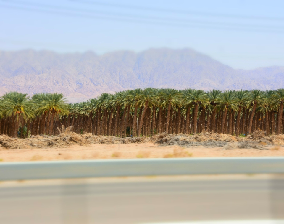 Les Contrastes Envoûtants du Désert et de l'Oasis